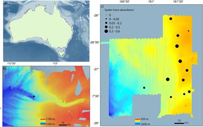 Broad distribution of spider-shaped lebensspuren along the Australian continental margin